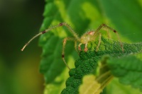 Beznik travovy - Heriaeus graminicola 5401